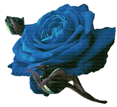 rose bleu.Cheyenne63 - kostenlos png