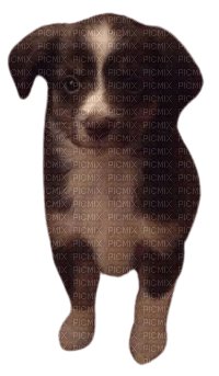 puppy zeke - png gratuito