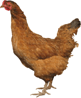 Kaz_Creations Chicken - ilmainen png