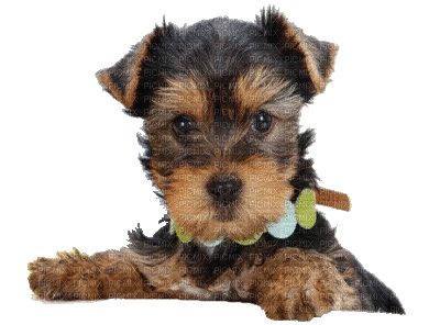 patymirabelle chien yorkshire - Gratis geanimeerde GIF