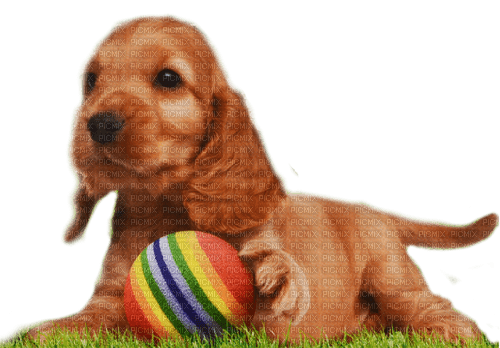 dog by nataliplus - png grátis