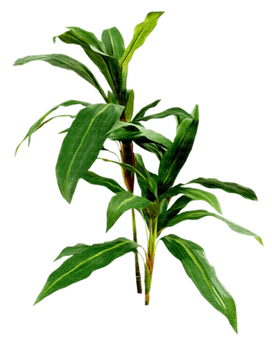 bush by nataliplus - nemokama png