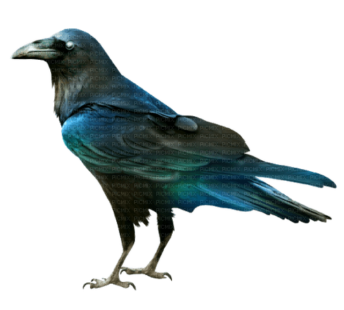 corbeau - png grátis