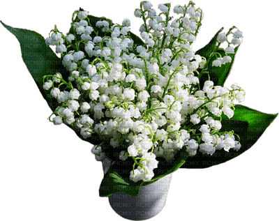 patymirabelle fleurs muguet - bezmaksas png