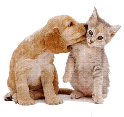Kaz_Creations Dogs Dog Pup 🐶Cats Cat Kitten - png gratis