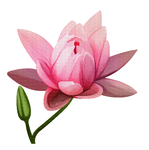 flower pink by nataliplus - 免费PNG