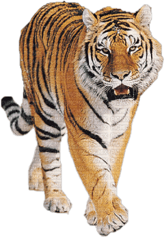 Kaz_Creations Tiger - nemokama png