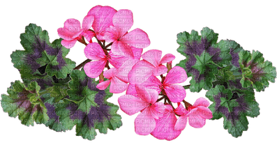 kukka fleur flower - 無料png