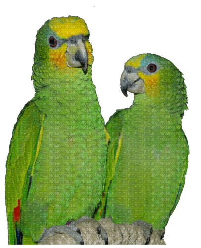 Parrots-green couple png - gratis png