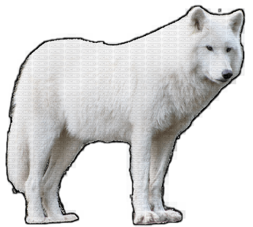 Loup blanc - PNG gratuit