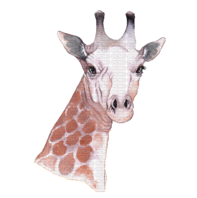 animal - Безплатен анимиран GIF