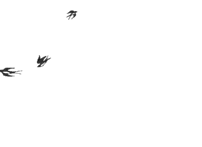 rondini birds laurachan - GIF animado grátis