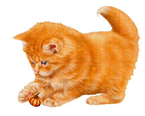cat by nataliplus - GIF animado gratis