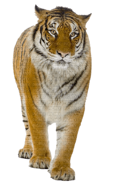 tiger katrin - Free PNG