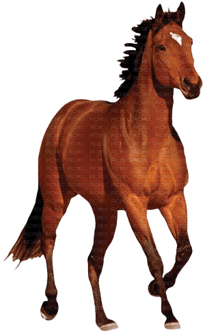 Zizi_Diamond Horse - PNG gratuit
