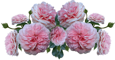kukka, flower, fleur, ruusu, roses - darmowe png