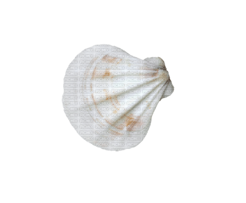 dolceluna seashell - ücretsiz png