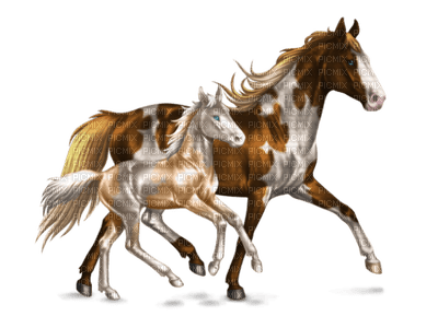 horse with foal bp - bezmaksas png