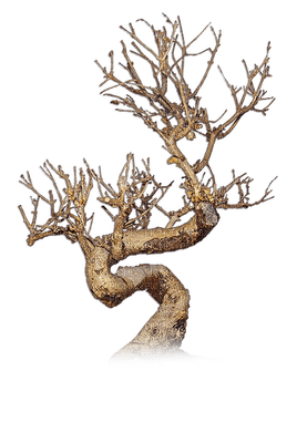 tree anastasia - 免费PNG