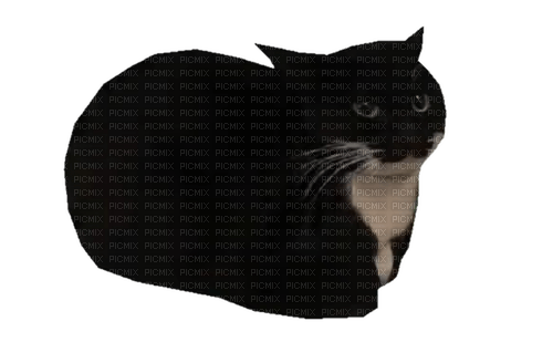 maxwell the cat - ücretsiz png