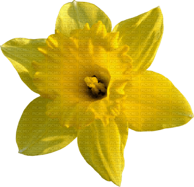 Flowers yellow bp - безплатен png