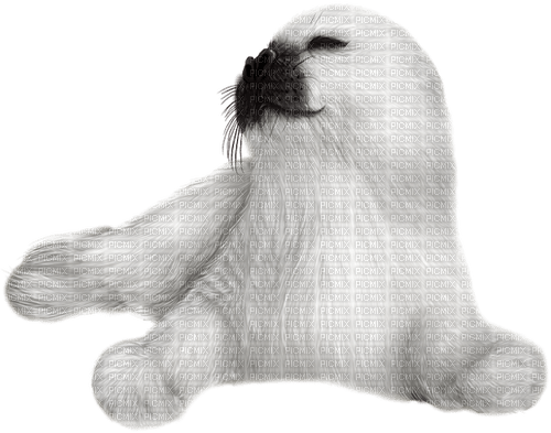 Seal.White - zadarmo png