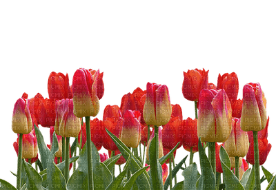 kukka, fleur, flower - zadarmo png