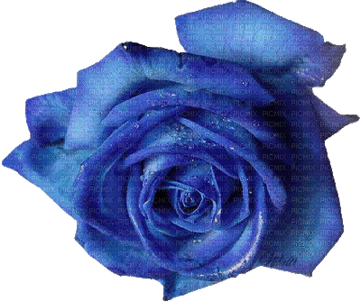 Trandafir 14 - Bezmaksas animēts GIF