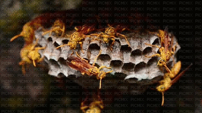 hunaja, honey - Zdarma animovaný GIF