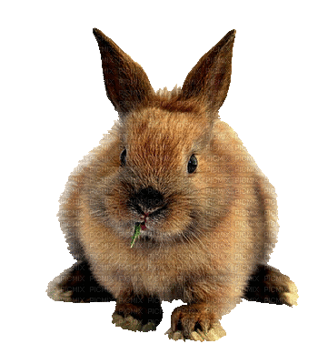 rabbit Nitsa Papacon - GIF animado gratis