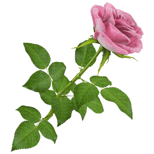 роза - png grátis