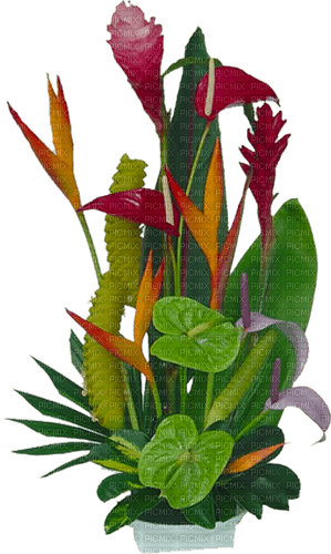 tropical flowers Bb2 - δωρεάν png