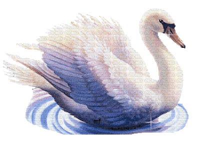 swan gif cygne - GIF เคลื่อนไหวฟรี