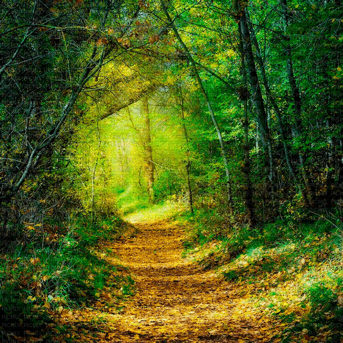 forest background by nataliplus - PNG gratuit