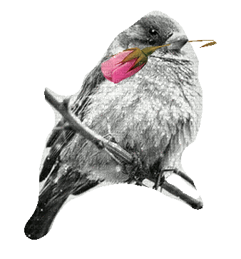 vogel bird winter milla1959 - Free animated GIF