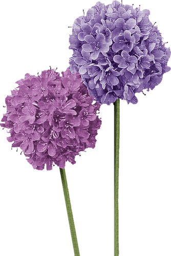 Hortensia.Fleurs.Flower.Pink.Lilac.Victoriabea - PNG gratuit