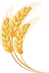 wheat Bb2 - δωρεάν png