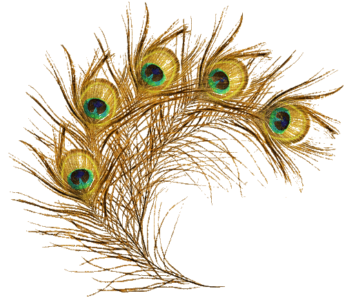 Peacock feather - GIF animado gratis