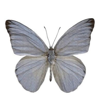 Butterfly - PNG gratuit
