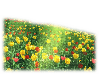 flower field, tulips - zdarma png