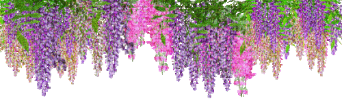 wisteria - Ilmainen animoitu GIF