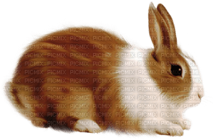 kanin-djur - gratis png