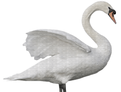 Kaz_Creations Swans Swan Birds - kostenlos png
