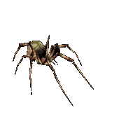Spider bp - Gratis animerad GIF
