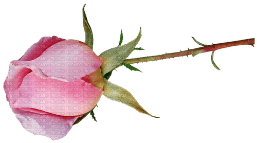 Rose Pink Yellow Flower - Bogusia - nemokama png