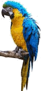 Vögel - PNG gratuit