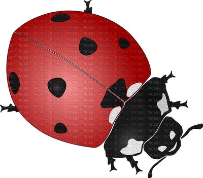 ladybug leppäkerttu sisustus decor - ücretsiz png