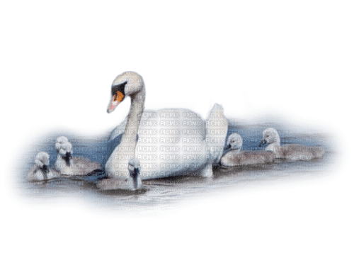 cisne familia  dubravka4 - δωρεάν png