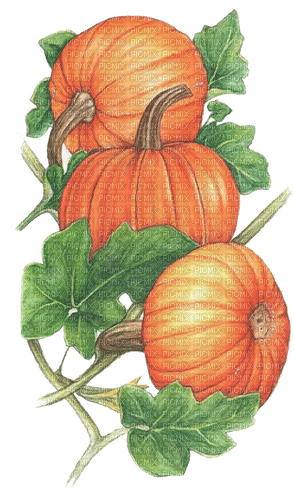nbl-pumpkin - kostenlos png