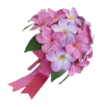 rosado - Бесплатный анимированный гифка